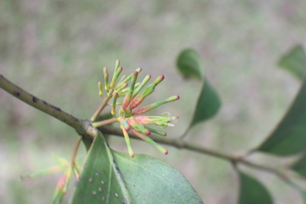 Dendrophthoe neelgherrensis (Wight & Arn.) Tiegh.